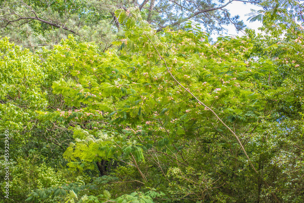 Obraz premium green leaves of a tree