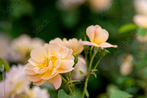 満開の黄色いバラのある風景、世羅高原にて