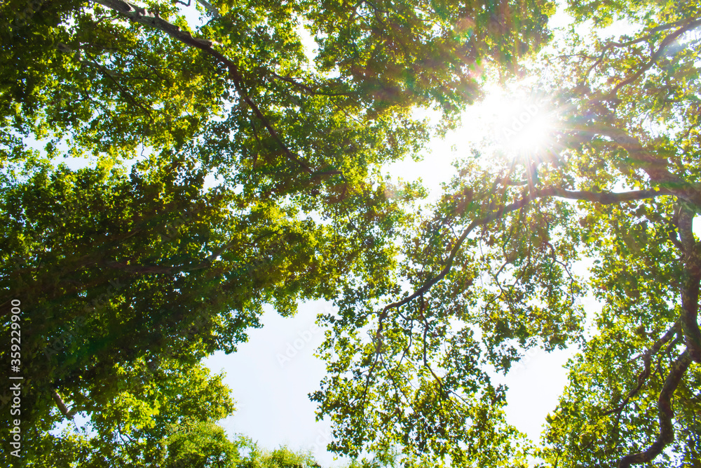 sun shining through treetops in summer Beautiful sun shining through fresh and green leaves at noon sun shining through treetops in summer Beautiful sun shining through fresh and green leaves at noon