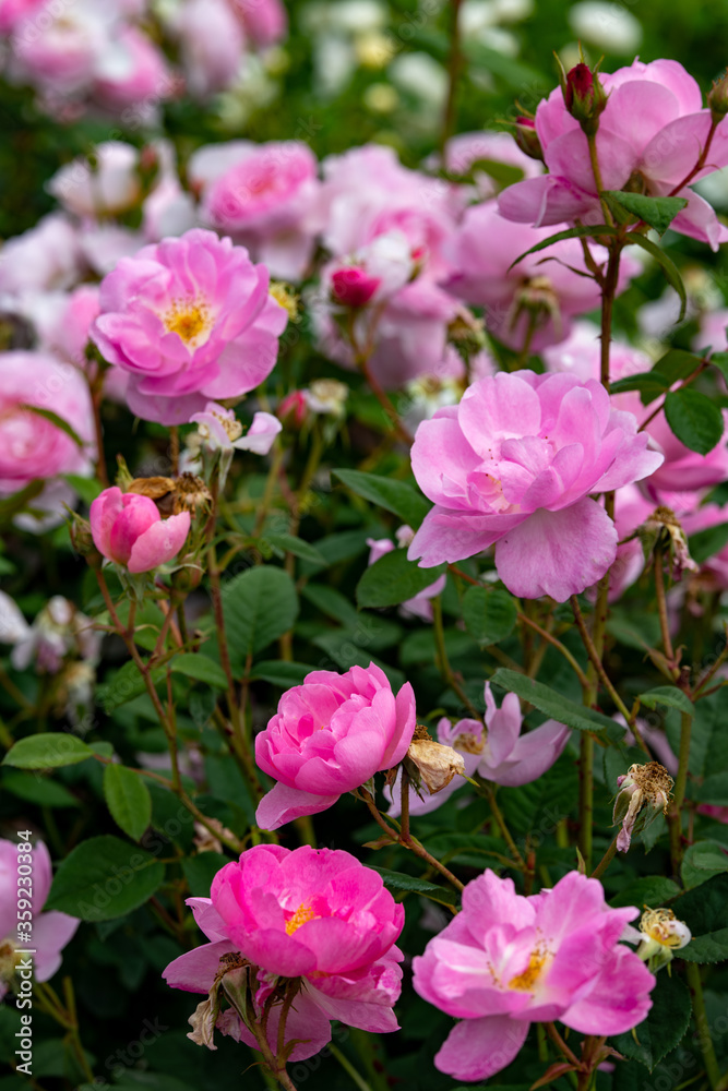 桃色のバラが満開に咲く風景、世羅高原