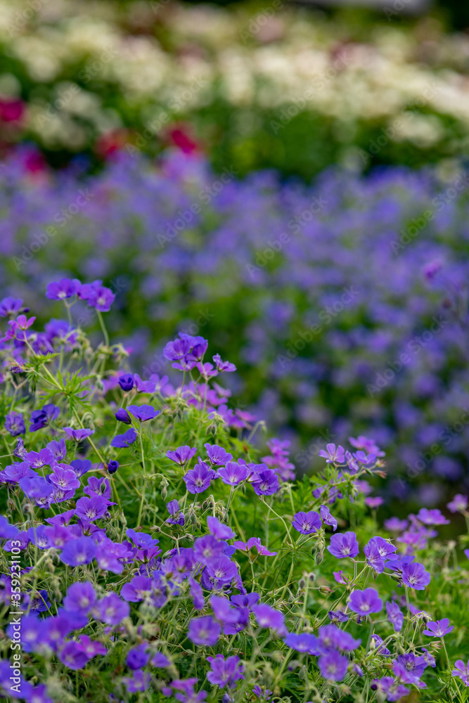 Naklejka premium 紫の美しい花の風景、世羅高原にて