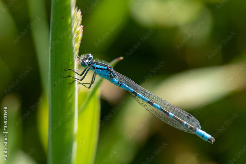blue damselfly on leaf blue damselfly on leaf