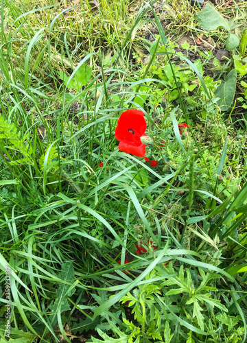 Poppies are very popular flowers in Ukraine. There are many assosiations with it.  photo