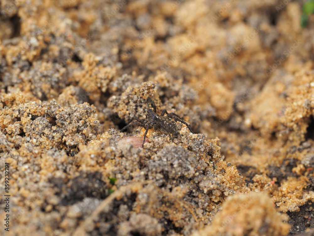 a small spider runs along the sandy ground in its natural environment. Selective focus a small spider runs along the sandy ground in its natural environment. Selective focus