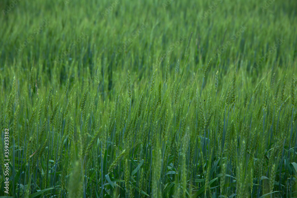 summer landscape, large field with green rye summer landscape, large field with green rye
