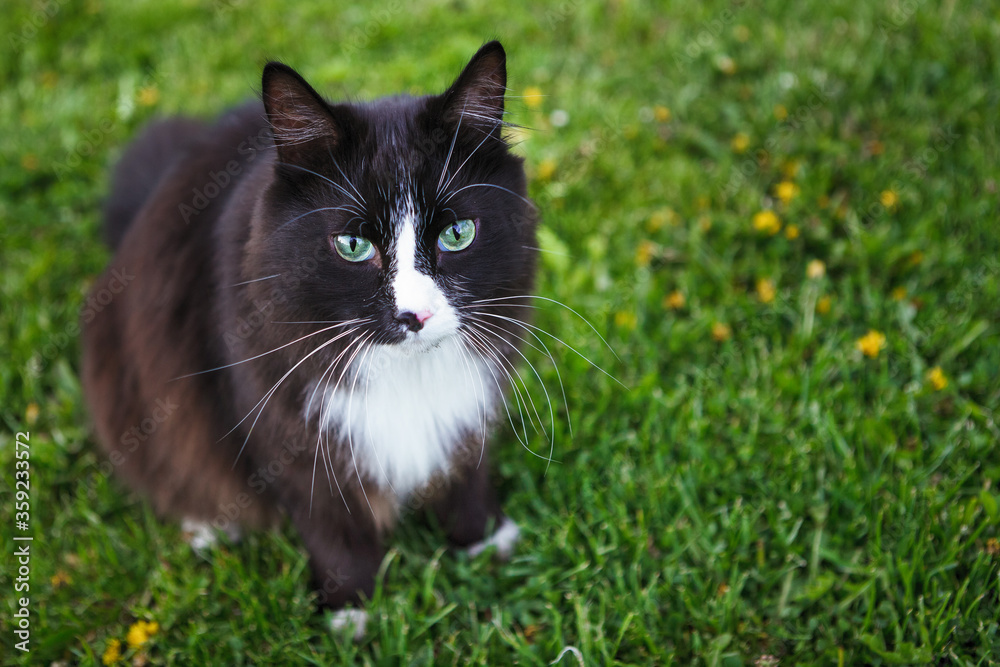 Black and white cat outdoor.