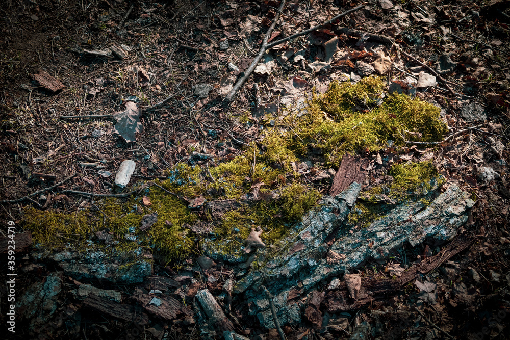 Land covered with moss and fallen bark of trees Land covered with moss and fallen bark of trees