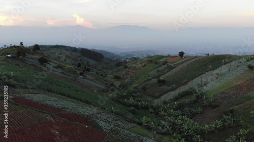 Aerial drone of green vegetable farming 