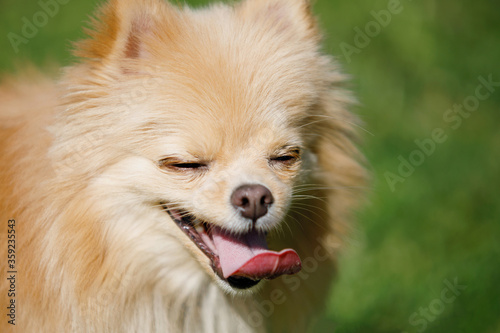 Pomeranian Red Spitz dog on a green lawn. © olgasparrow