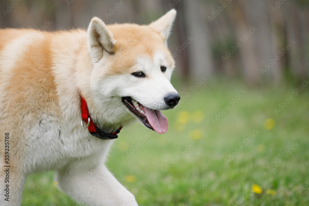 Akita dog walks on green grass.
