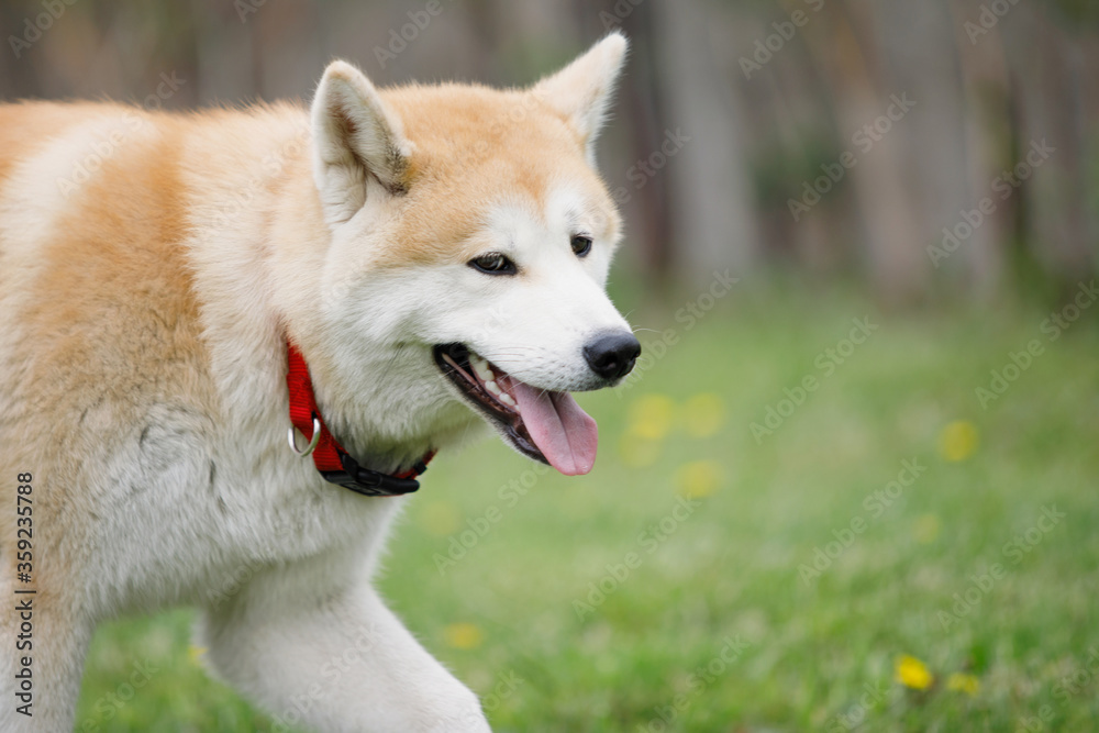 Akita dog walks on green grass. Akita dog walks on green grass.