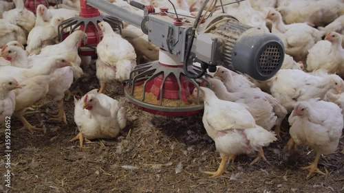 Poultry farm. Chickens for fattening on a modern poultry farm. Lots of chickens in the hangar. Feed and drink chickens. Modern agriculture.