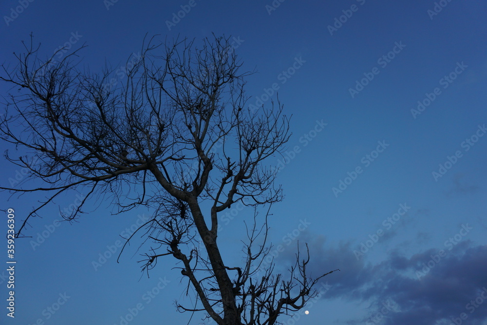 Silhouette of a dry dying tree with dark blue sky during dusk as background. Silhouette of a dry dying tree with dark blue sky during dusk as background.