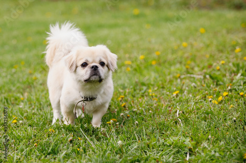 Fotografija Tibetan Spaniel dog on green lawn
