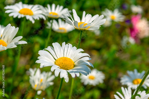 white daisies in the sun on a green background