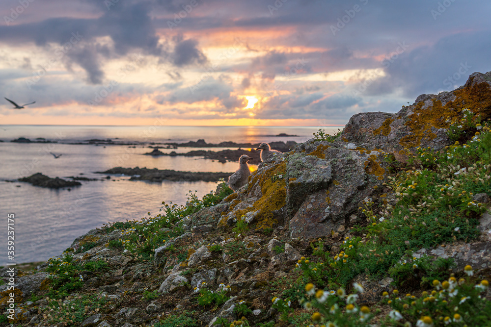 Les petits goélands au coucher du soleil