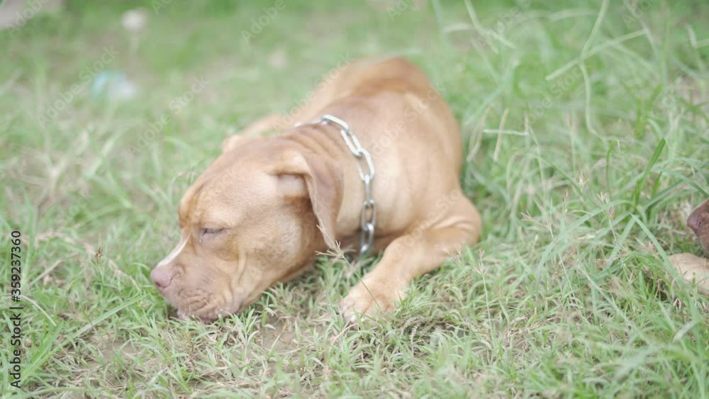 happy American Pit bull in garden happy American Pit bull in garden