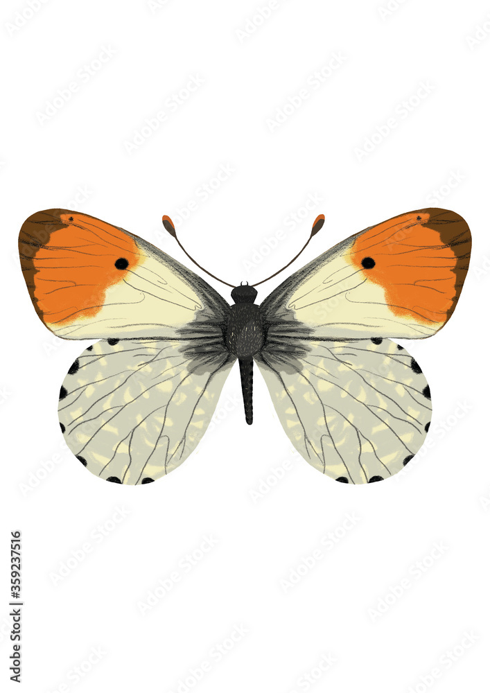 Obraz premium butterfly on white background
