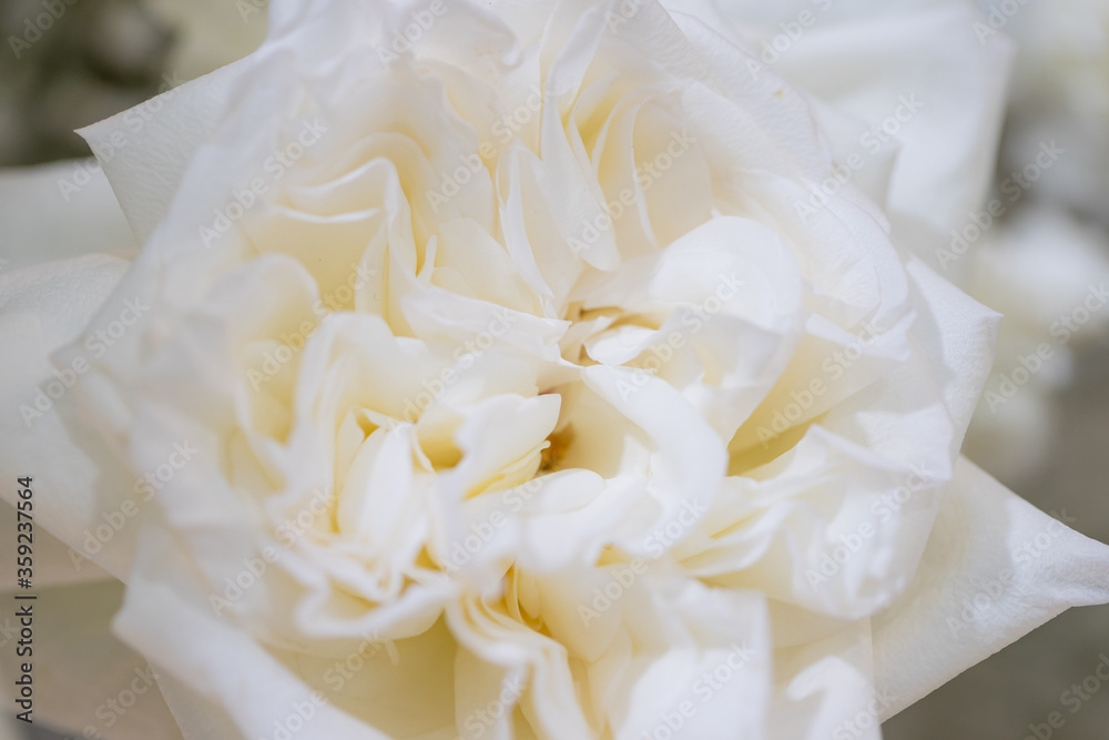 Background image of flowers. White fresh pastel roses. Background image of flowers. White fresh pastel roses.