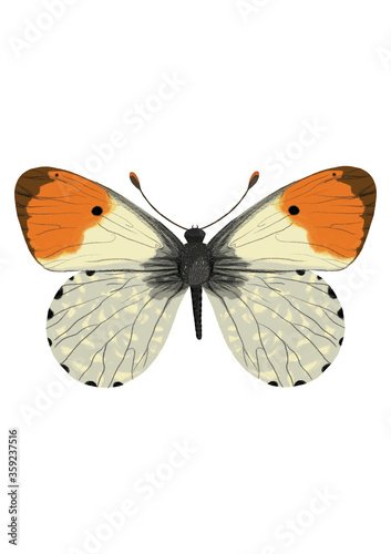 butterfly on white background © Sadia