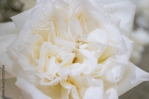 Background image of flowers. White fresh pastel roses. © alexzeer