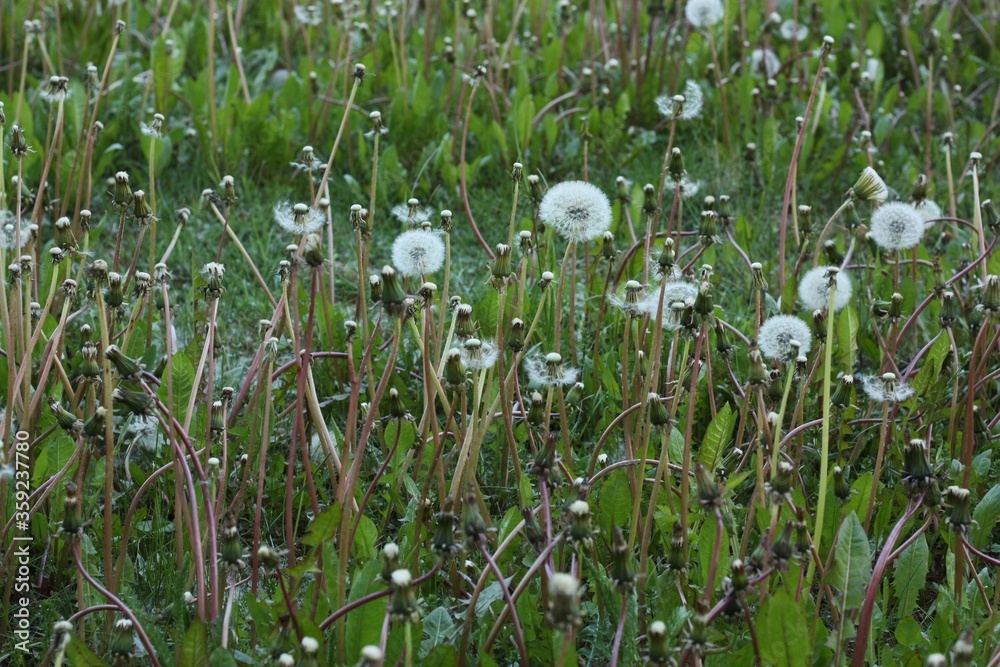 Beautiful field with white dandelions in the village Beautiful field with white dandelions in the village
