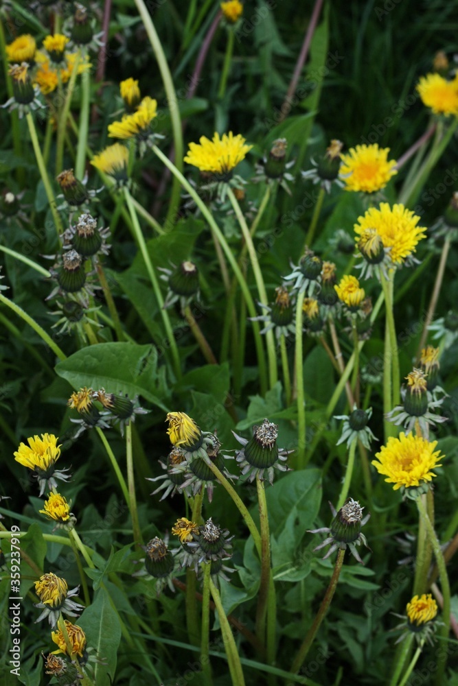 Fototapeta premium Beautiful yellow dandelions in the summer garden