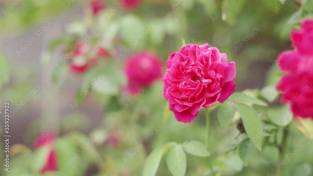 pink rose flower in green organic garden symbol of love in valentine day pink rose flower in green organic garden symbol of love in valentine day