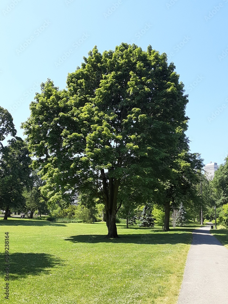 tree in park tree in park