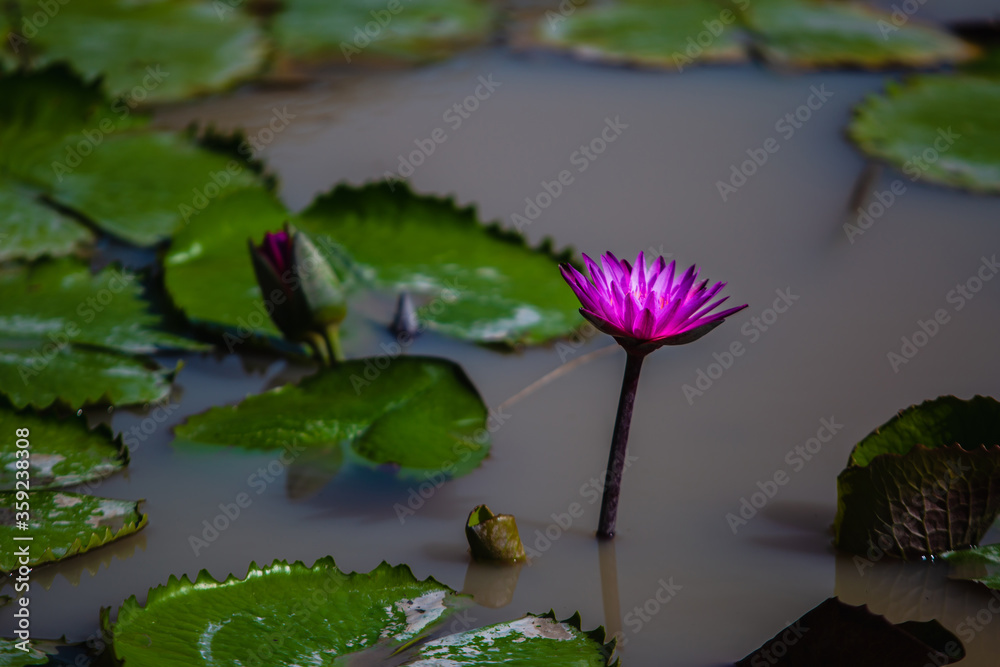 One beautiful natural lotus flower outdoor background One beautiful natural lotus flower outdoor background