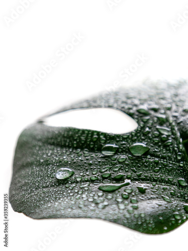 Monstera Close-Up