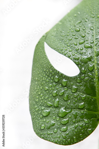 Monstera Close-Up