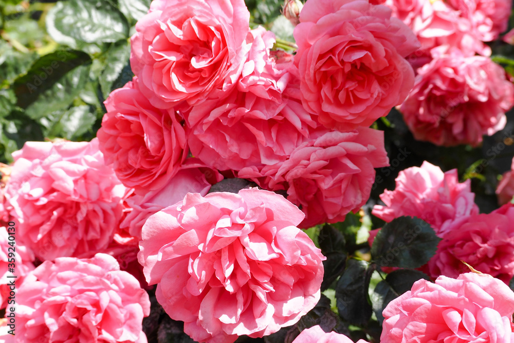 many rosebuds of roses among the green leaves in the garden on a Sunny summer day many rosebuds of roses among the green leaves in the garden on a Sunny summer day