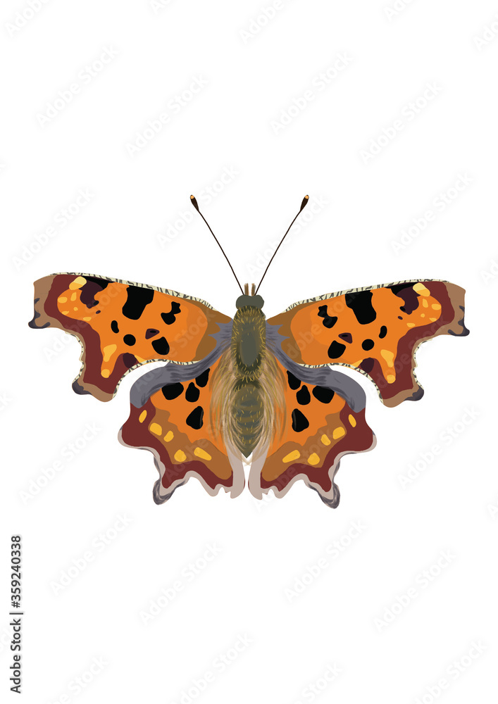 butterfly on white background butterfly on white background