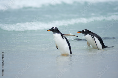 Gentoo penguin in natural habitat