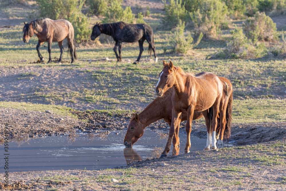 Wild Horses at a Desert Waterhole in Utah