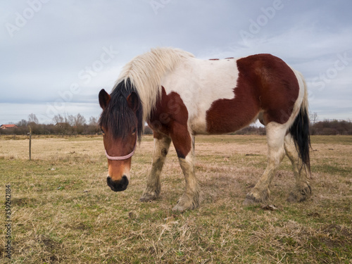 One horse poses in a meadow during a cloudy day.