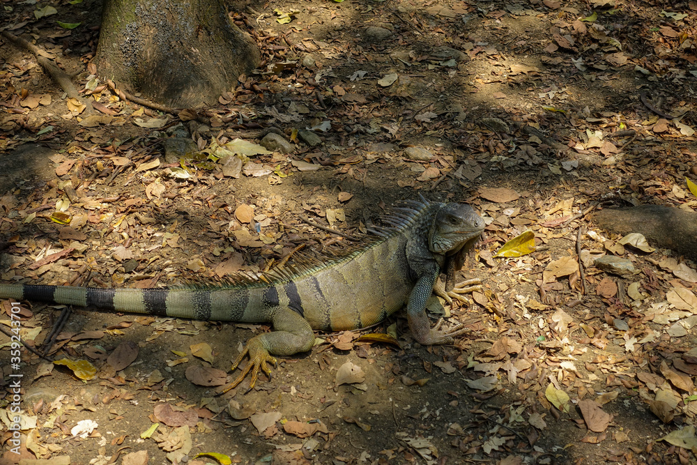 Big iguana lizard with skin color of earth and with long tail on the ground in botanical garden on a sunny day. Medellin, Colombia Big iguana lizard with skin color of earth and with long tail on the ground in botanical garden on a sunny day. Medellin, Colombia