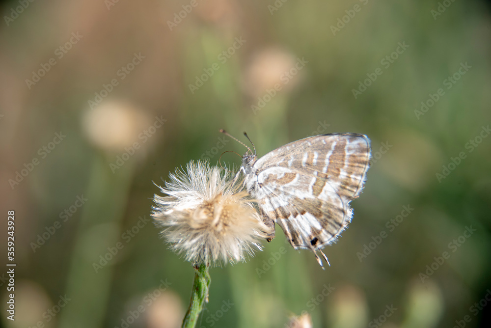 Butterfly in spring perched on a dandelion flower in a garden with green plants