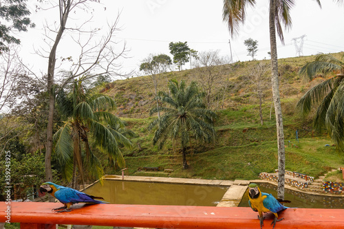Fototapeta Naklejka Na Ścianę i Meble -  Beautiful blue and yellow macaws in a nature resort