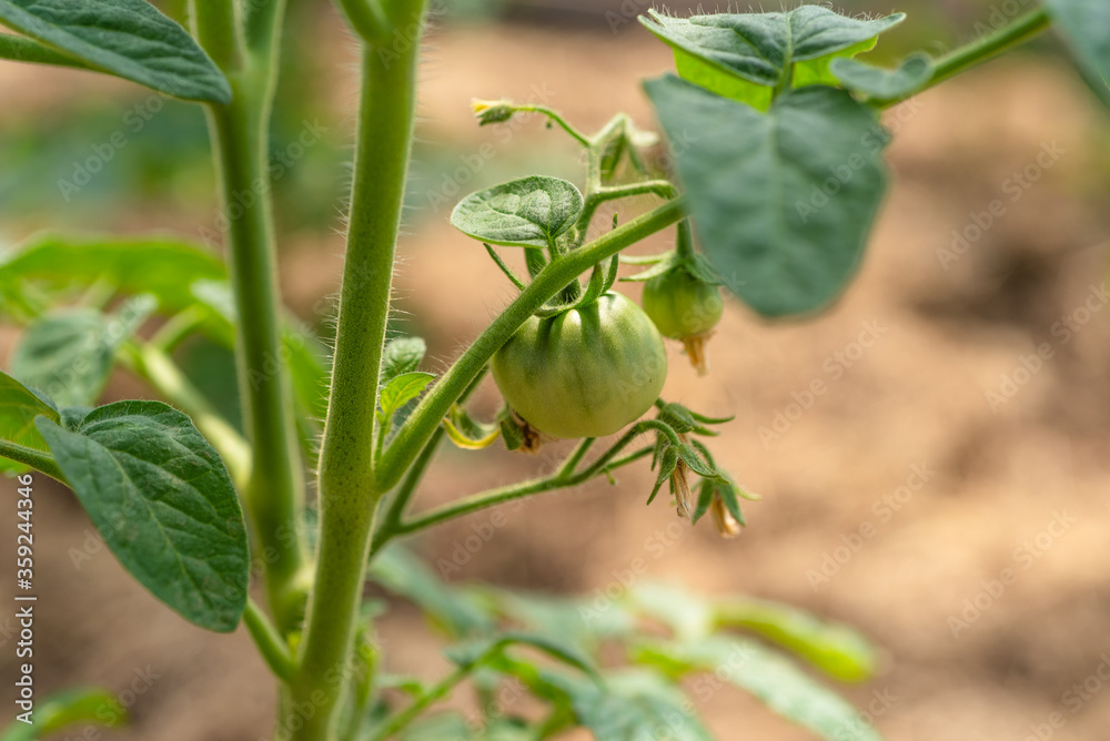 Small green tomato on a tomato bush close-up Small green tomato on a tomato bush close-up
