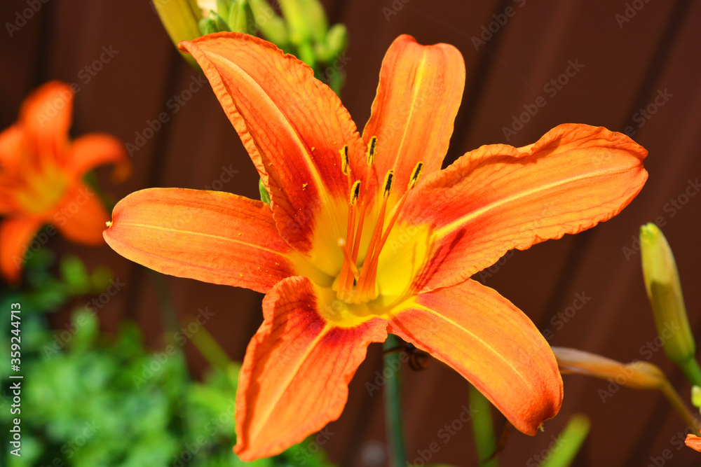Bright and original summer Ukrainian flowers that grow on the streets of Dnipro, Ukraine. Large orange large lily flower buds, smelling lilies are located on a brown background. Bright and original summer Ukrainian flowers that grow on the streets of Dnipro, Ukraine. Large orange large lily flower buds, smelling lilies are located on a brown background.