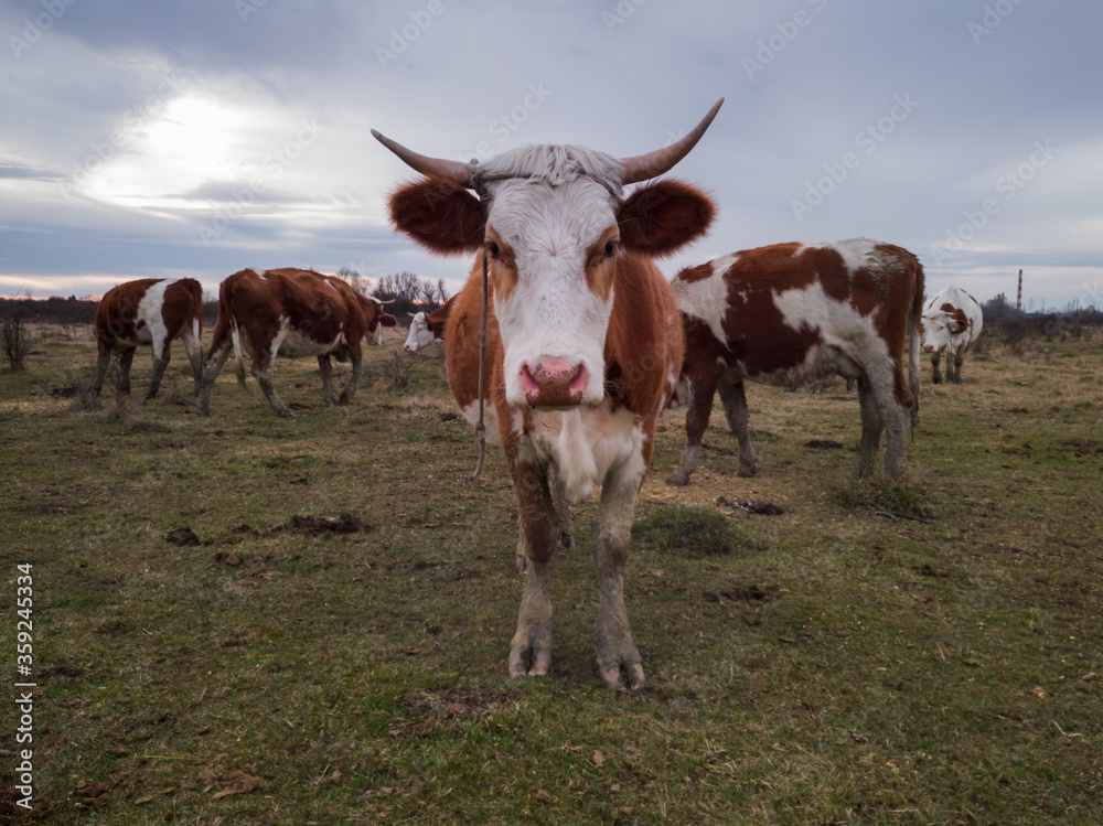 One cow stands and stare at camera in the pasture during overcast day, and herd of cows in background.
