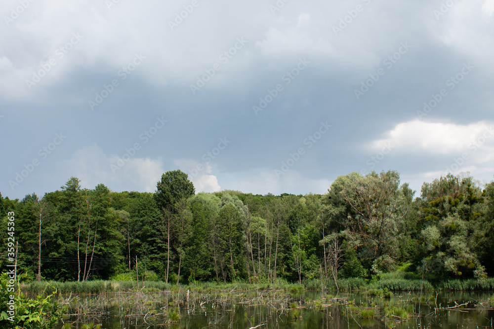 Obraz premium big lake in the green forest