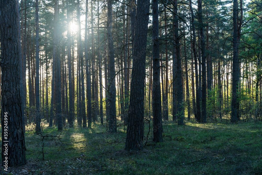 Backlit pine tree forest