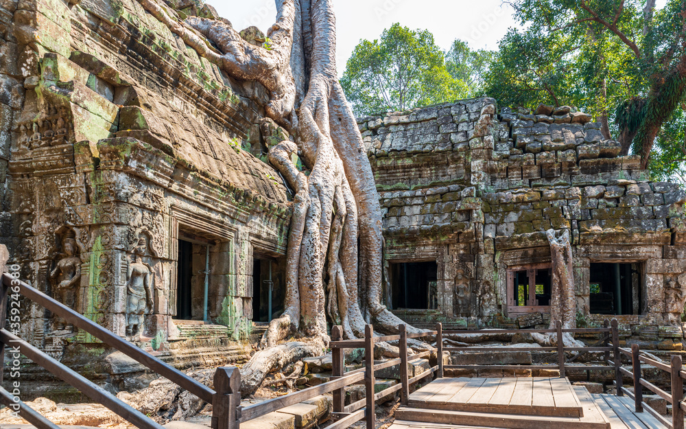 Fototapeta premium Ta Prohm and it's trees