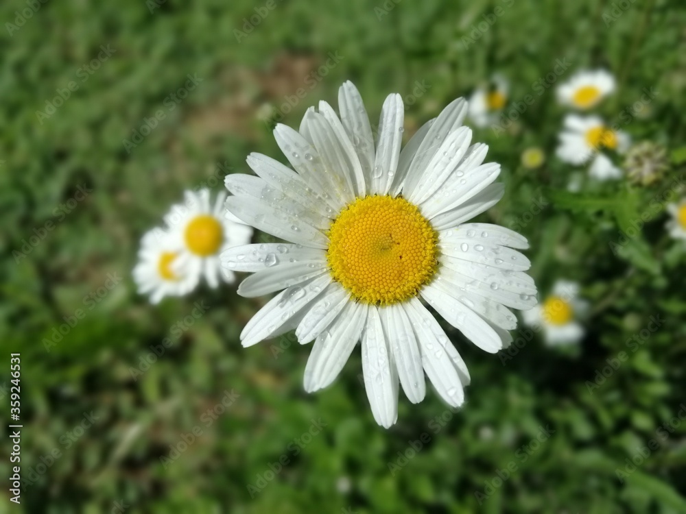 Daisy flower with raindrops on meadow, close up Daisy flower with raindrops on meadow, close up