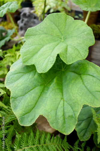Vertical image of the peltate foliage (leaves) of moisture-loving perennial Astilboides tabularis, commonly known as shieldleaf photo