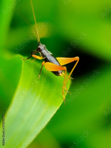 green grasshopper on a leaf © RiyanPM17