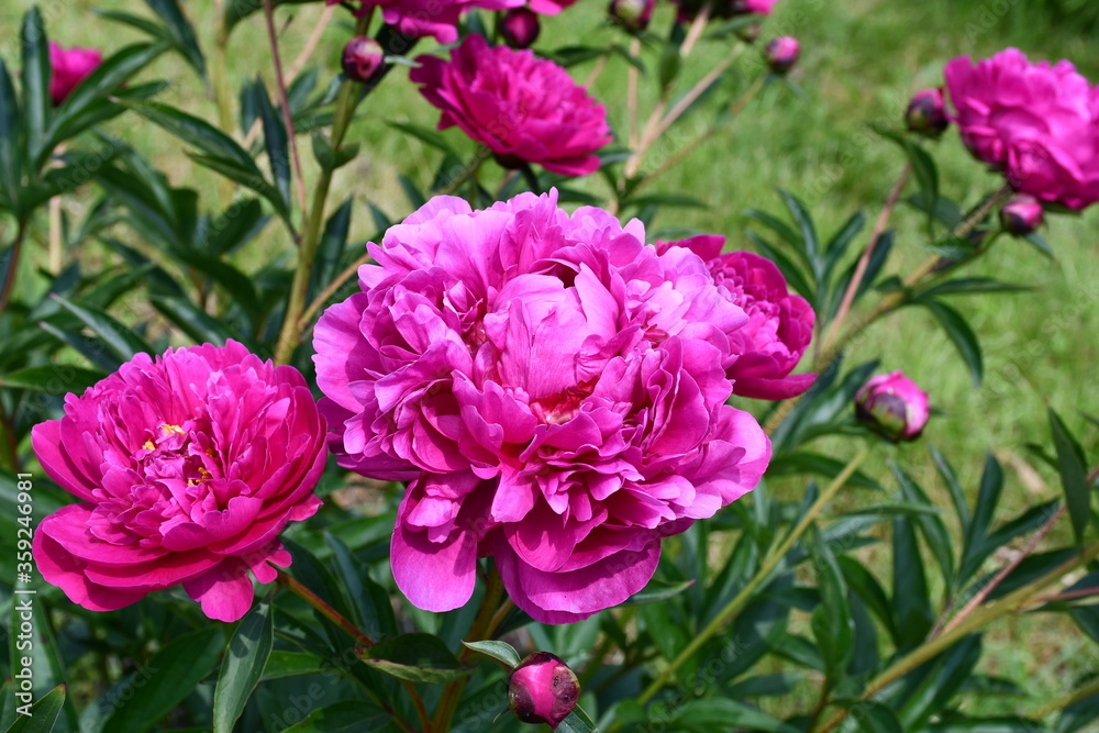 Blooming pink peony close-up. Beautiful petals.